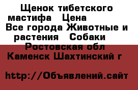 Щенок тибетского мастифа › Цена ­ 60 000 - Все города Животные и растения » Собаки   . Ростовская обл.,Каменск-Шахтинский г.